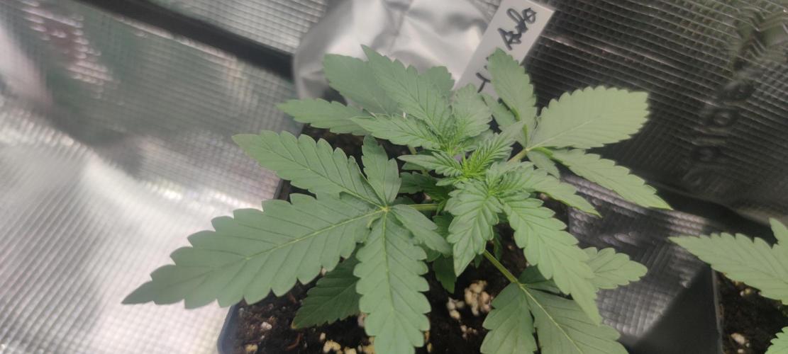 Z-Up Auto Fastbuds. Week 1