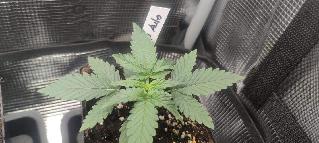 VG40 40W 2FT LED T5 Grow Light. Week 1