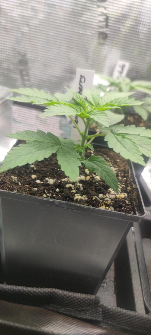 Blue Zushi & Lemon Cherry Gelato. Week 1