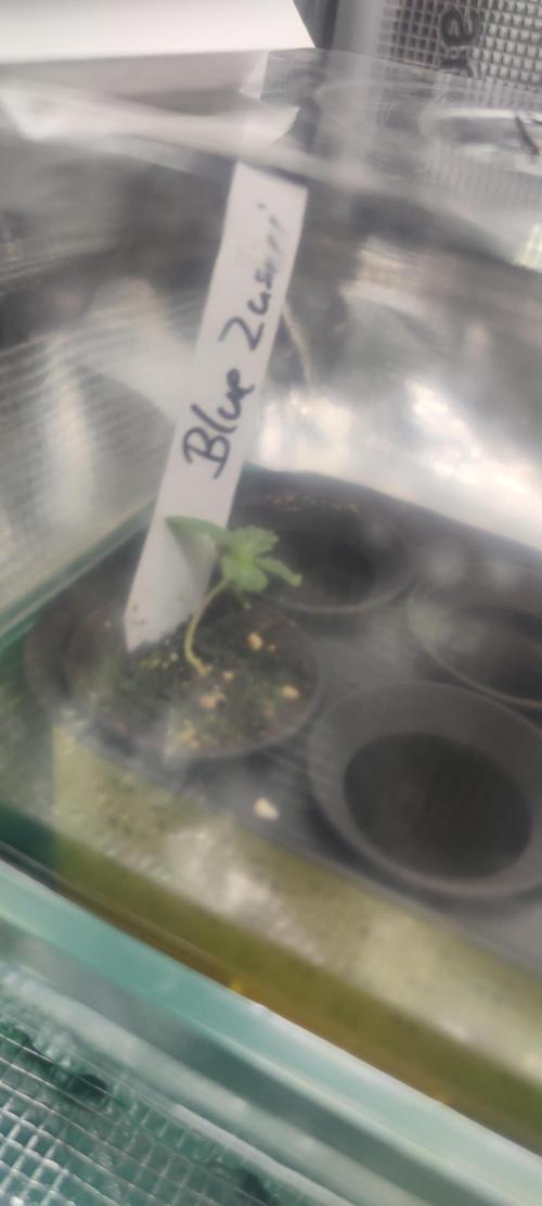 Blue Zushi & Lemon Cherry Gelato. Week 1