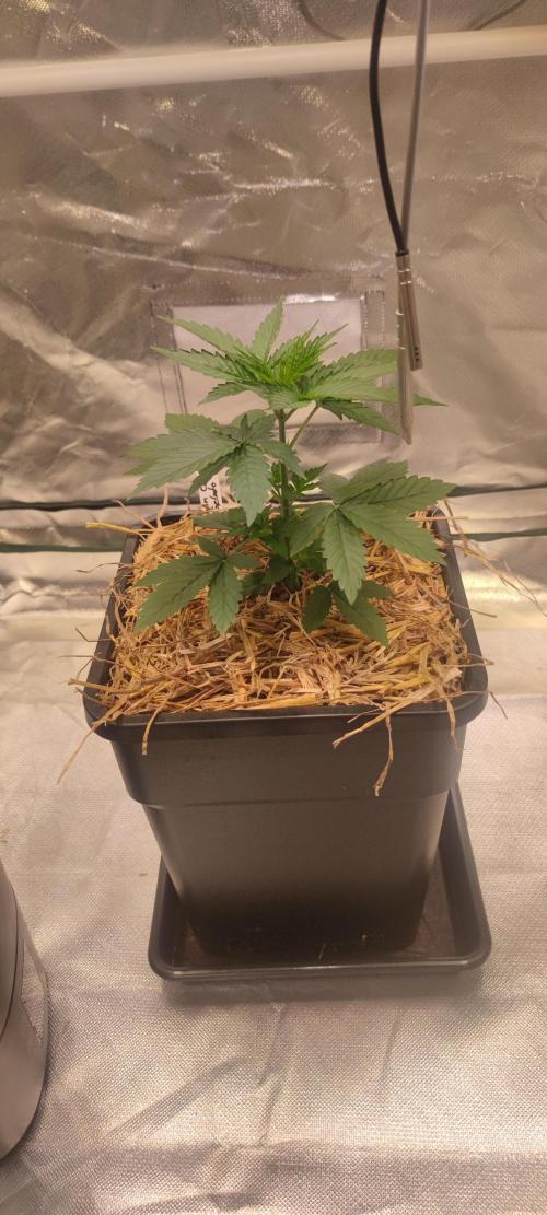 Blue Zushi & Lemon Cherry Gelato. Week 2