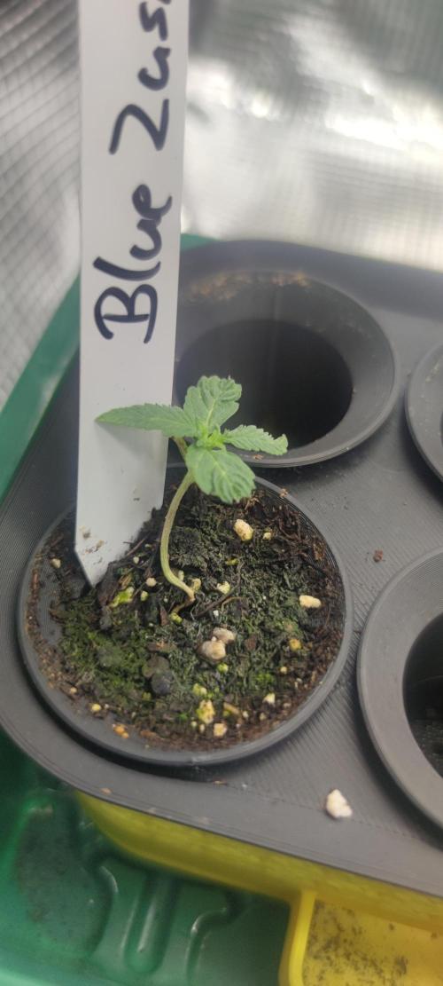 Blue Zushi & Lemon Cherry Gelato. Week 2
