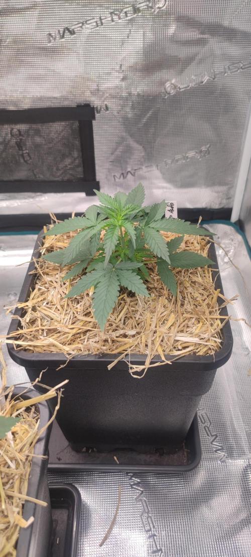 Z-Up Auto Fastbuds. Week 2