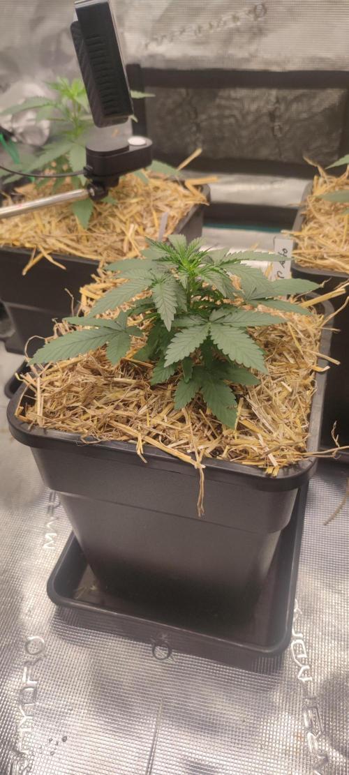 Z-Up Auto Fastbuds. Week 2