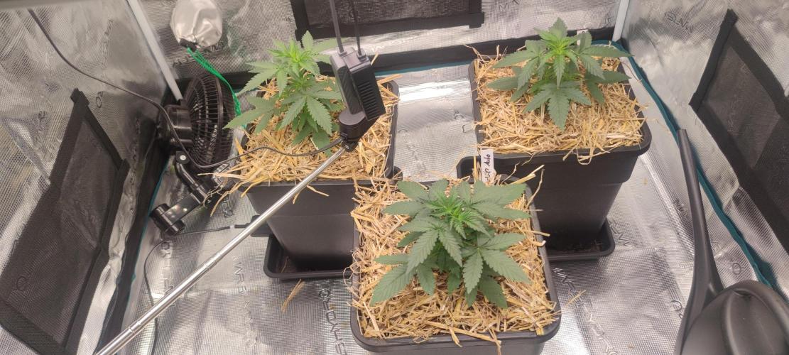 Z-Up Auto Fastbuds. Week 2