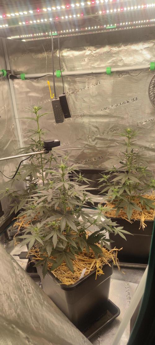 Z-Up Auto Fastbuds. Week 3