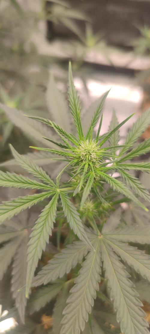 VG40 40W 2FT LED T5 Grow Light. Week 3