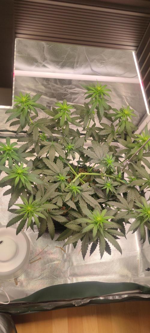 Lemon Cherry Gelato. Week 4