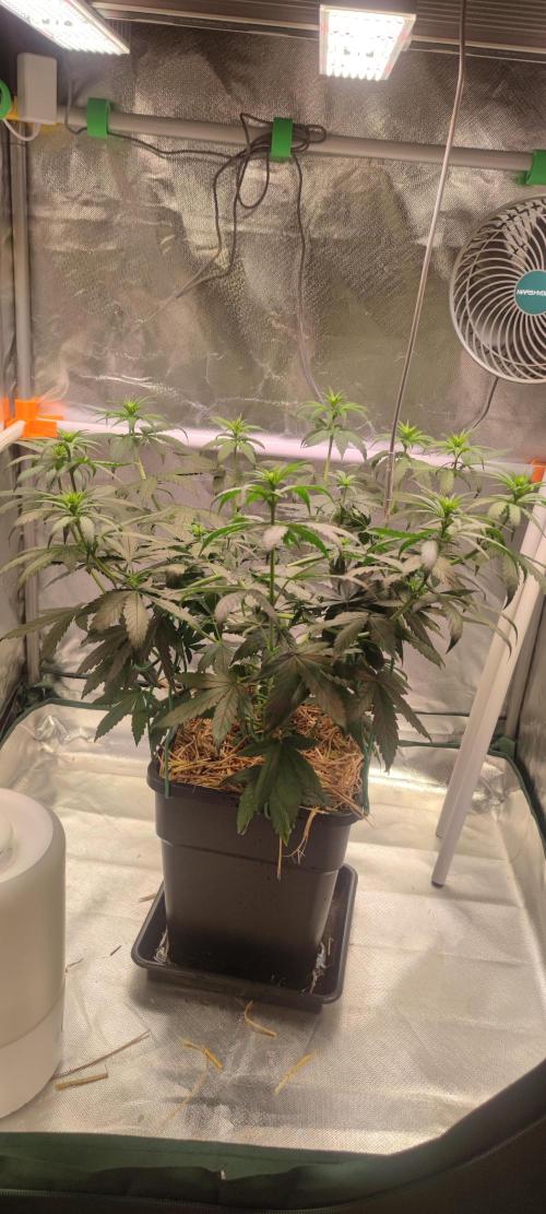 Lemon Cherry Gelato. Week 4