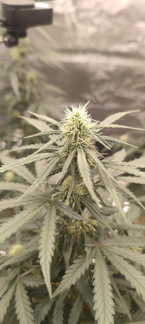 Z-Up Auto Fastbuds. Week 4