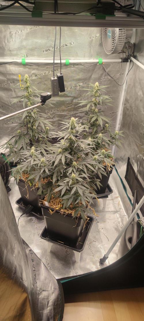 Z-Up Auto Fastbuds. Week 4