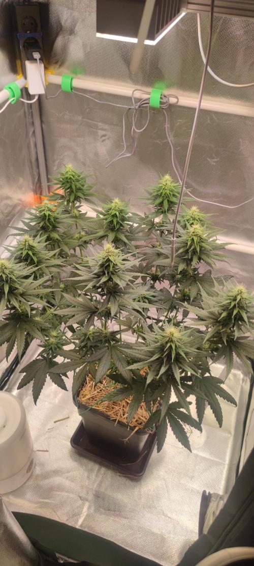 Lemon Cherry Gelato. Week 5