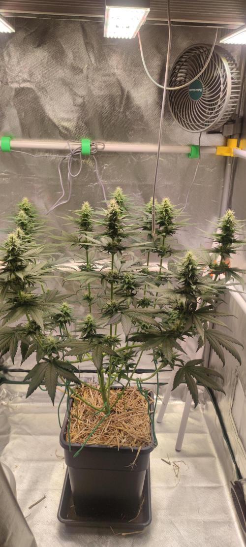 Lemon Cherry Gelato. Week 5