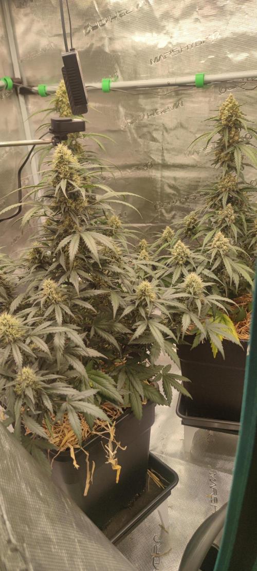 Z-Up Auto Fastbuds. Week 5