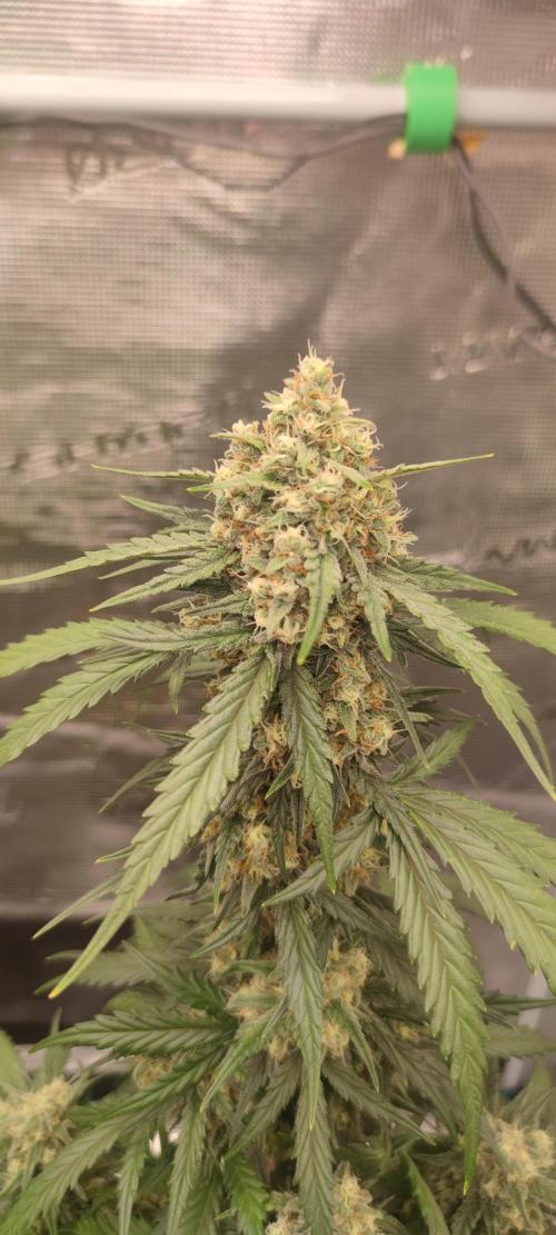Z-Up Auto Fastbuds. Week 5