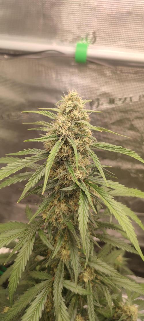 Z-Up Auto Fastbuds. Week 5