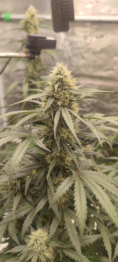 VG40 40W 2FT LED T5. Week 5