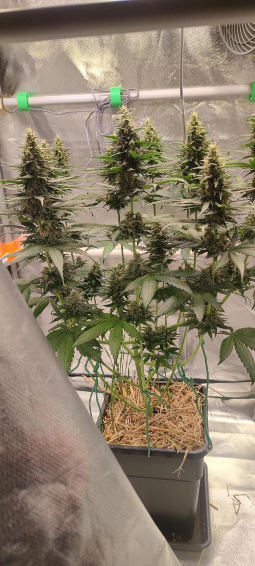 Lemon Cherry Gelato. Week 6