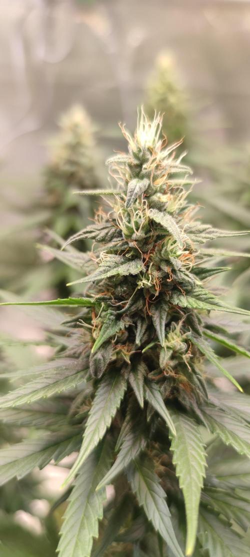 Lemon Cherry Gelato. Week 6