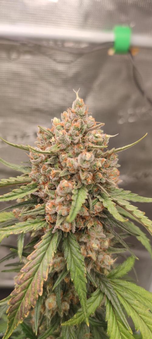 Z-Up Auto Fastbuds. Week 6