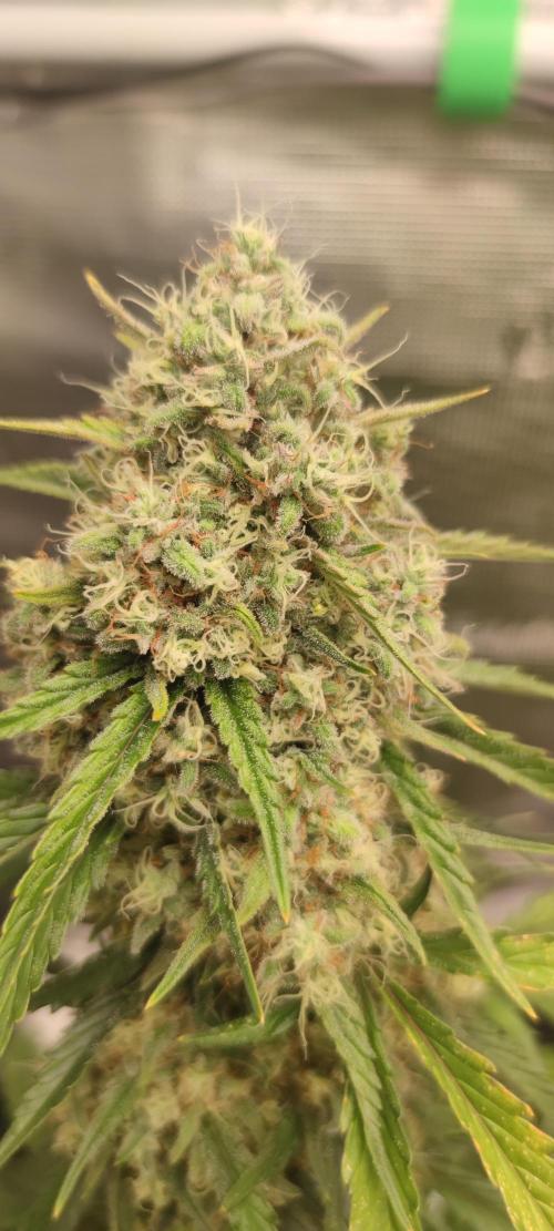 Z-Up Auto Fastbuds. Week 6