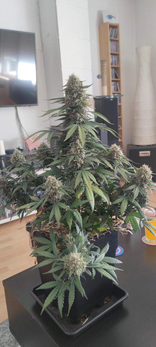 Z-Up Auto Fastbuds. Week 7