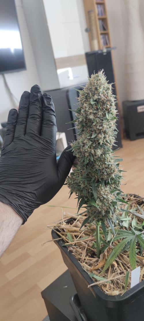 Z-Up Auto Fastbuds. Week 7