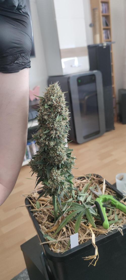 Z-Up Auto Fastbuds. Week 7
