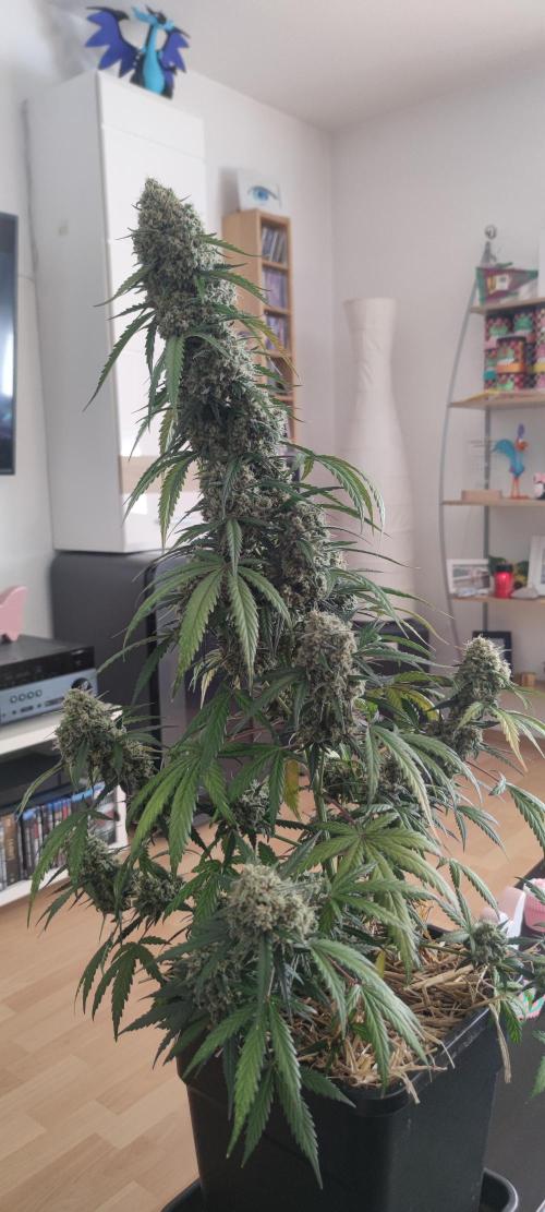 Z-Up Auto Fastbuds. Week 7