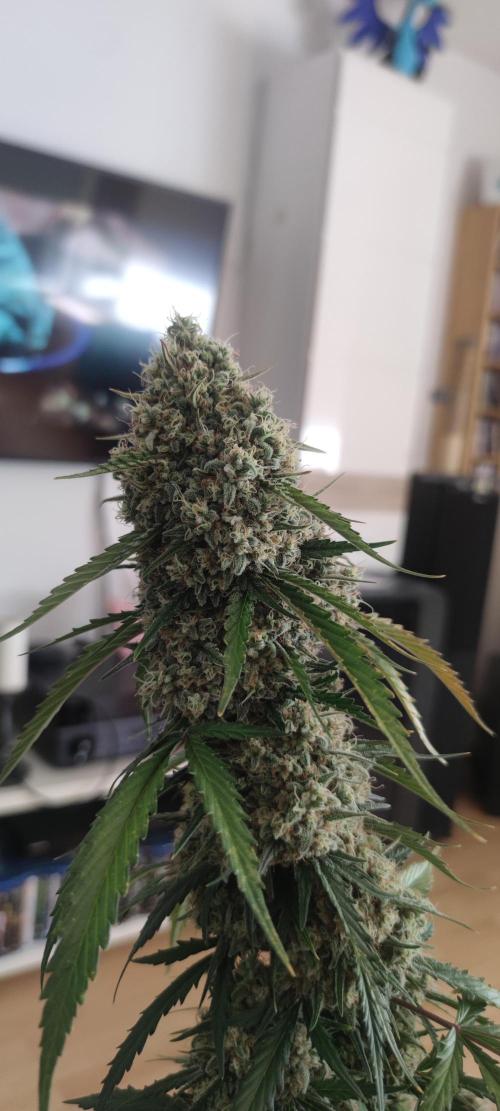 Z-Up Auto Fastbuds. Week 7