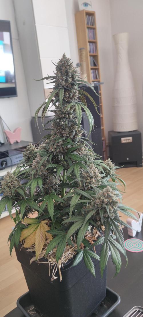 Z-Up Auto Fastbuds. Week 7