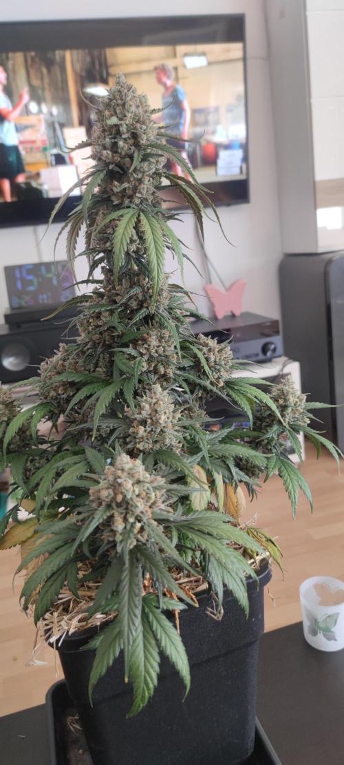 Z-Up Auto Fastbuds. Week 7