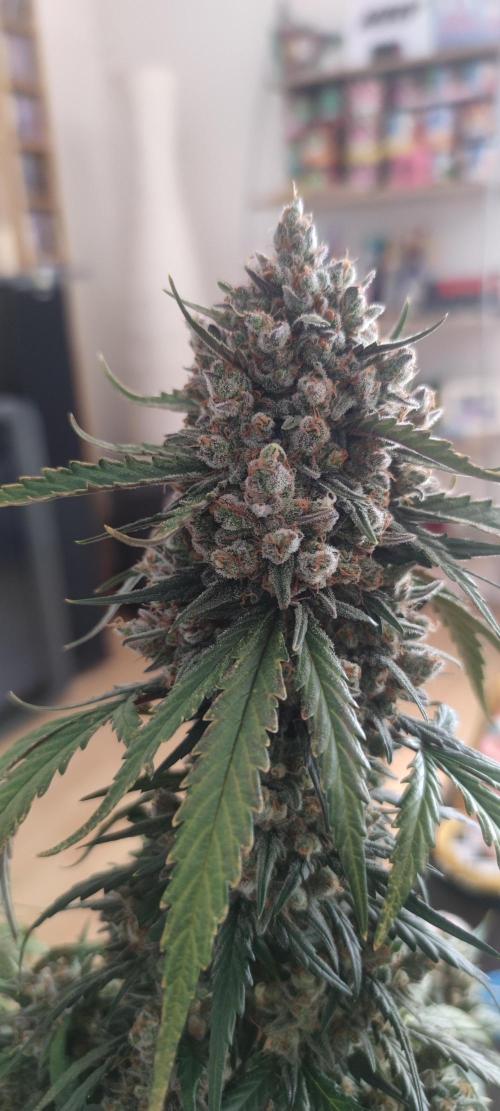 Z-Up Auto Fastbuds. Week 7