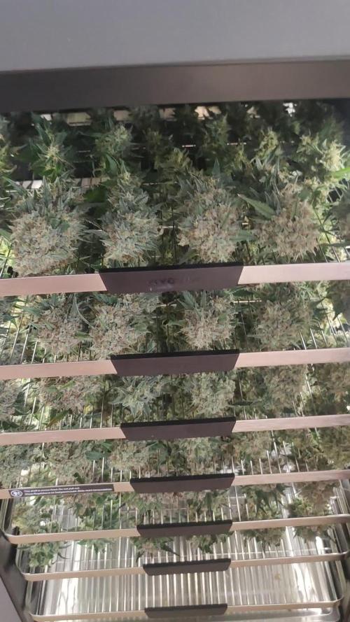 VG40 40W 2FT LED T5. Week 7