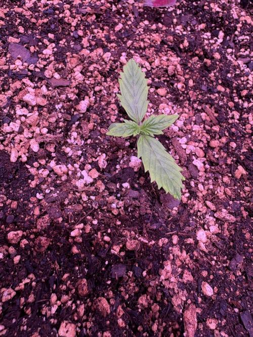 FastBuds Indoor DIY Automation Grow. Week 1 - Super Boof Auto: Best Growth (Future bubble hash)