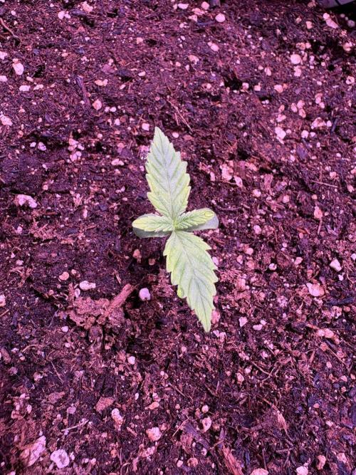 FastBuds Indoor DIY Automation Grow. Week 1 - Super Boof Auto: Best Growth (Future bubble hash)