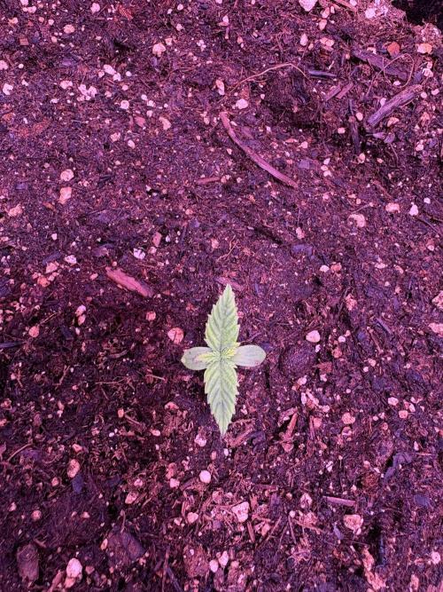 FastBuds Indoor DIY Automation Grow. Week 1