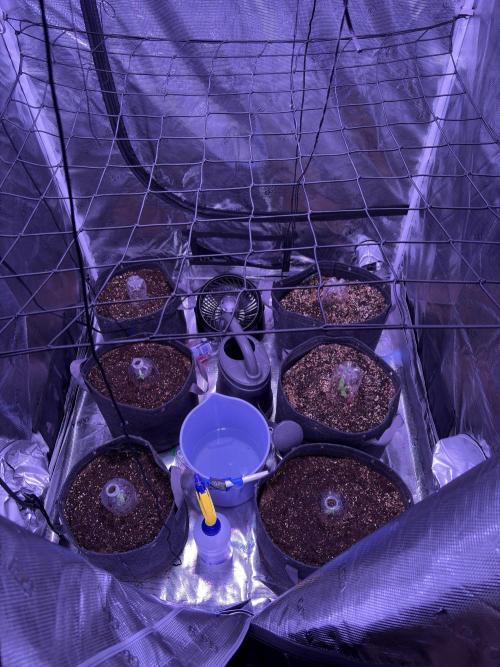 FastBuds Indoor DIY Automation Grow. Week 1