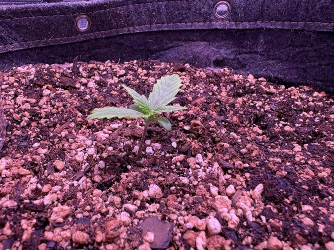 FastBuds Indoor DIY Automation Grow. Week 1