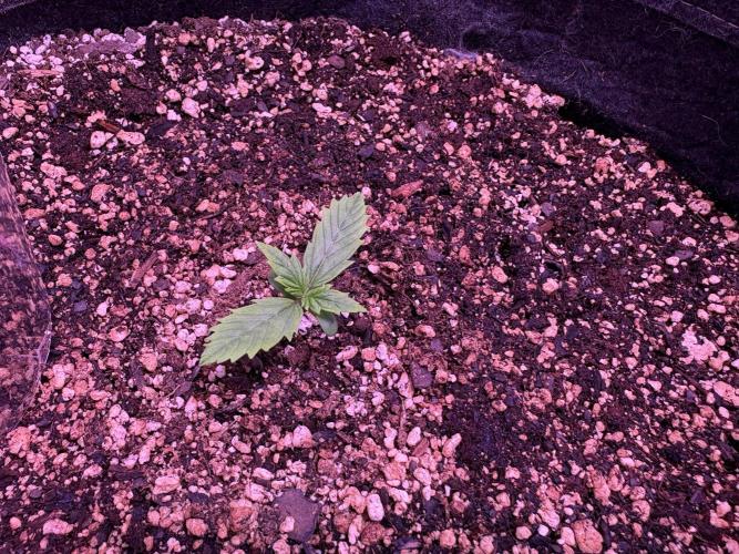 FastBuds Indoor DIY Automation Grow. Week 1