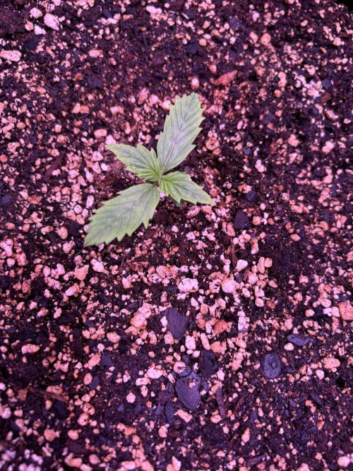 FastBuds Indoor DIY Automation Grow. Week 1