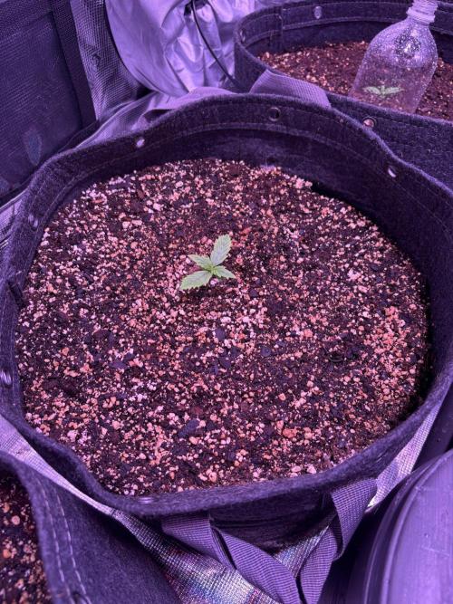 FastBuds Indoor DIY Automation Grow. Week 1