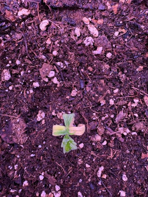 FastBuds Indoor DIY Automation Grow. Week 1 - Strawberry Gorilla Auto: This was a freebie. Unknown issue.