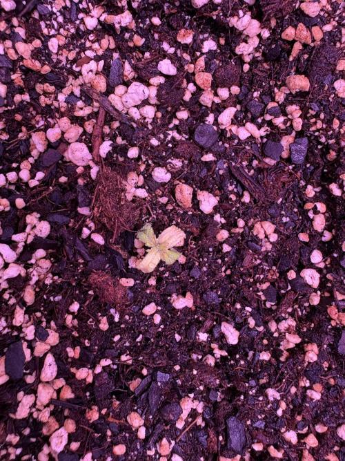 FastBuds Indoor DIY Automation Grow. Week 1 - Strawberry Gorilla Auto: This was a freebie. Unknown issue.