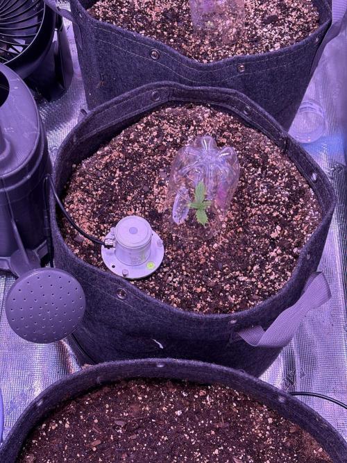 FastBuds Indoor DIY Automation Grow. Week 1 - 
1 am in love with this PAR sensor.
I will build another for my outdoor grows