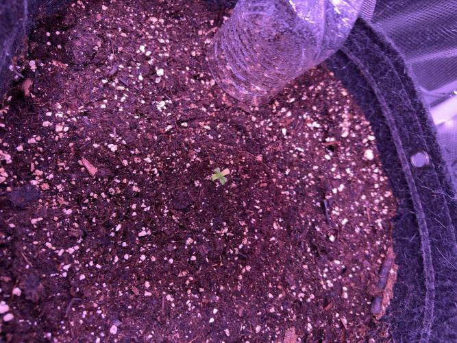 FastBuds Indoor DIY Automation Grow. Week 1 - I'm open to any thoughts or suggestions on this problem