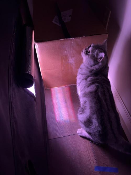 FastBuds Indoor DIY Automation Grow. Week 1