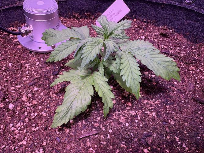 FastBuds Indoor DIY Automation Grow. Week 2