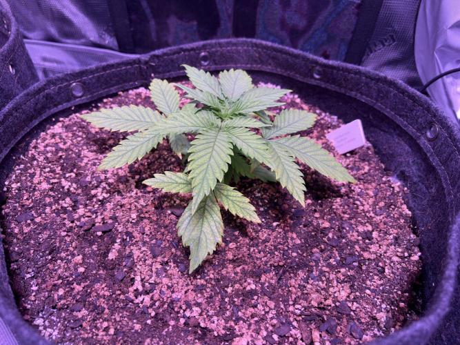 FastBuds Indoor DIY Automation Grow. Week 2