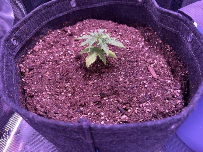 FastBuds Indoor DIY Automation Grow. Week 2